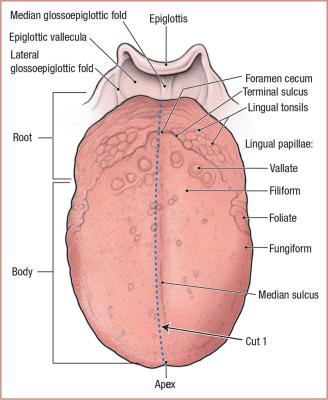 thumbs/Dorsum of Tongue.jpeg.jpg